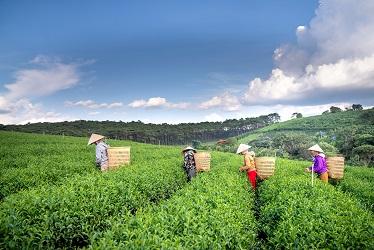 Agriculteurs au Vietnam
