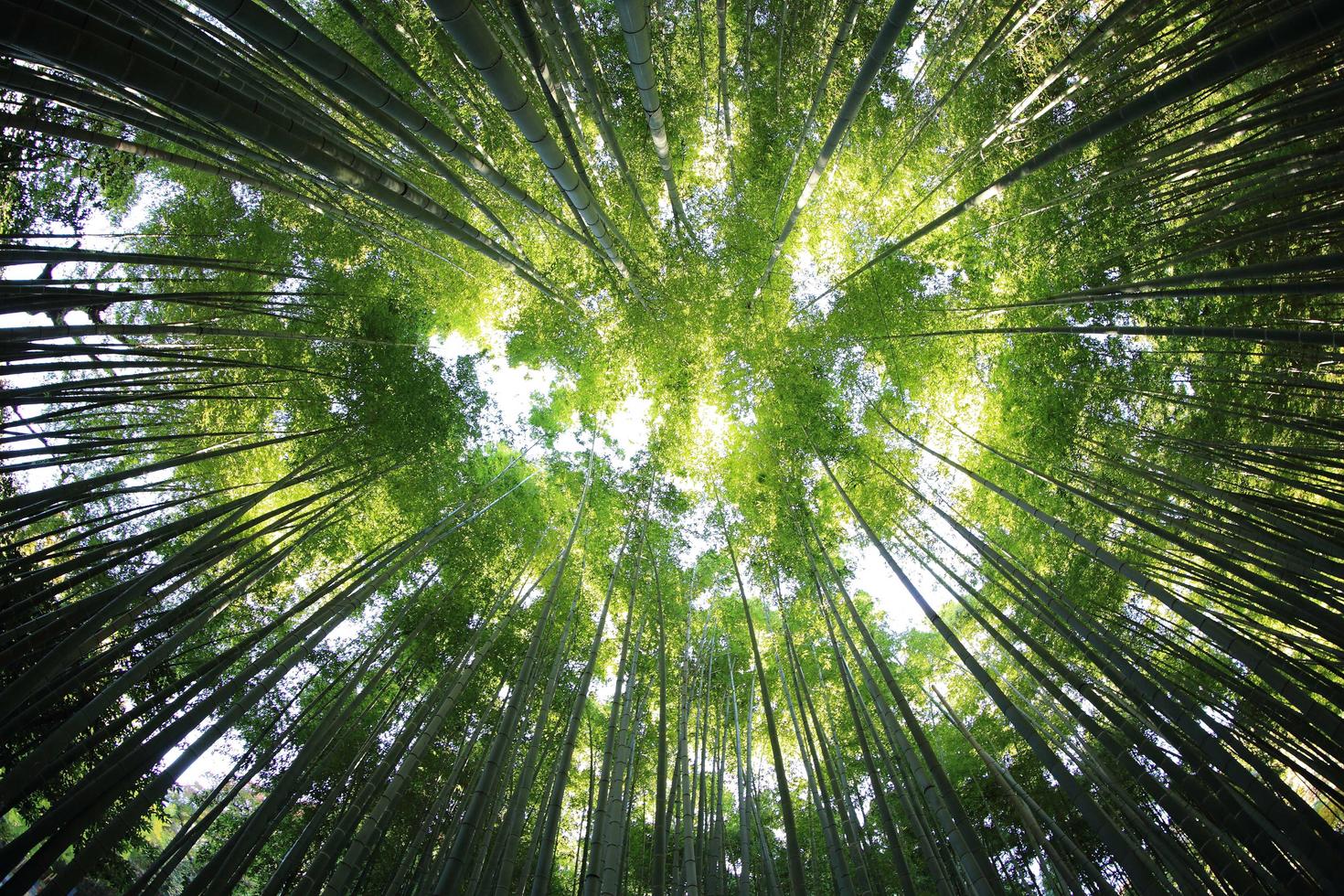 forêt