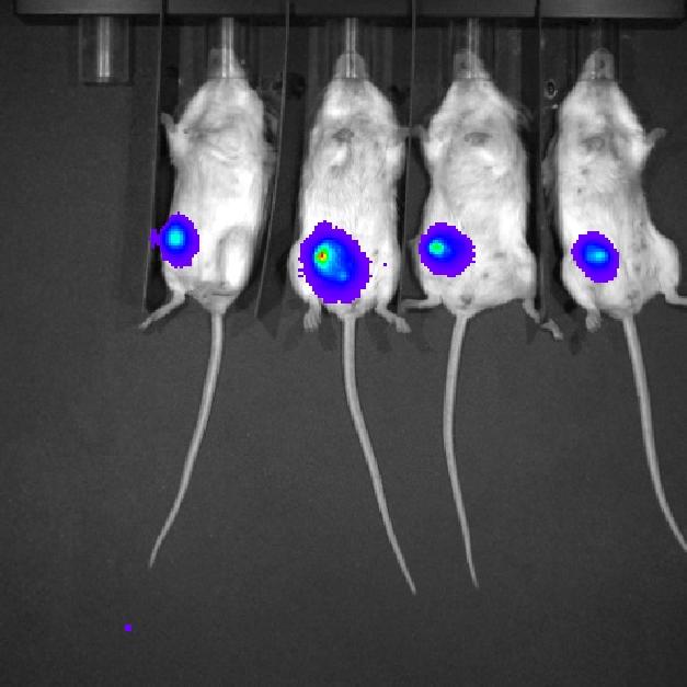 Image IVIS de souris
