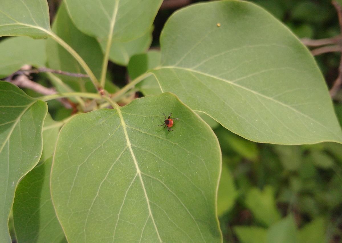 Tique sur une feuille de plante