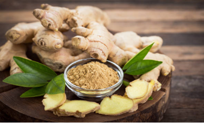 Ginger Zingiber officinale
