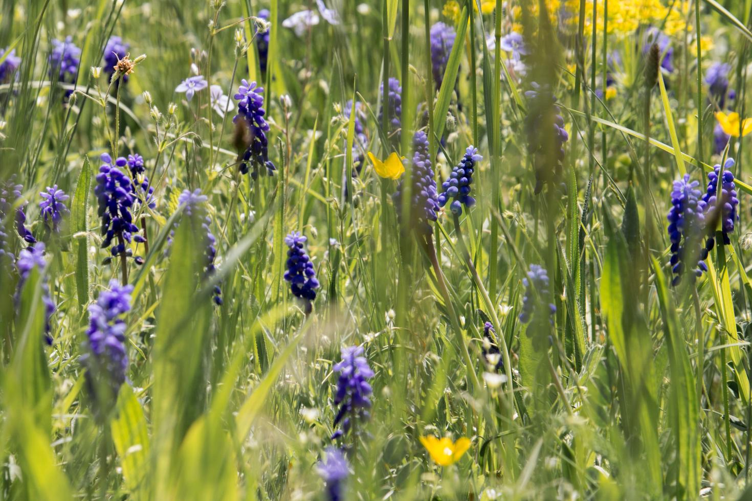 Purple blue flowers in the grass