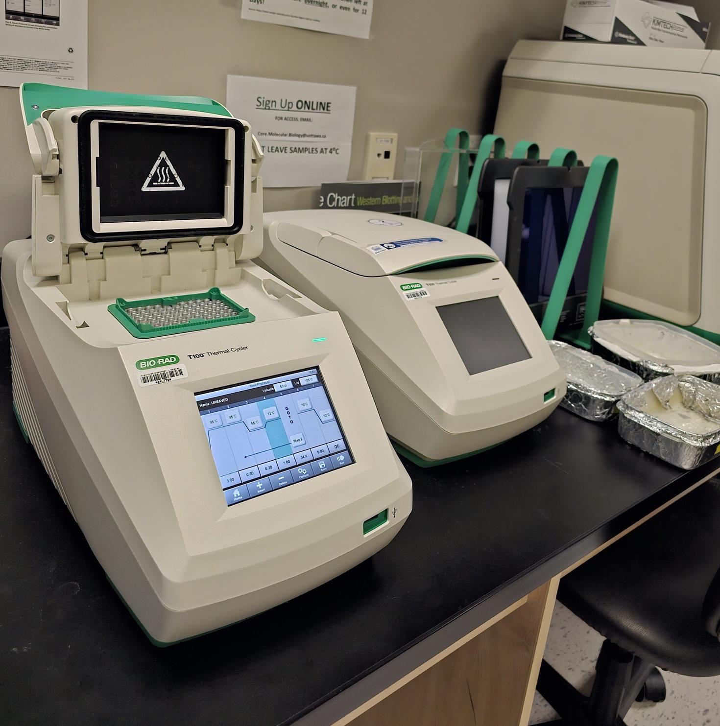 Réaction en chaîne par polymérase (PCR) et visualisation sur gel
