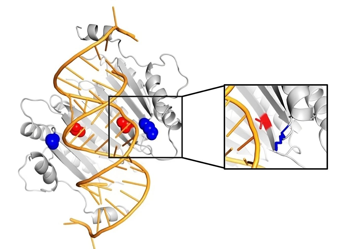 Scientists at uOttawa design a new enzyme that targets non-coding RNA