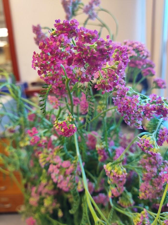 Purple Yarrow