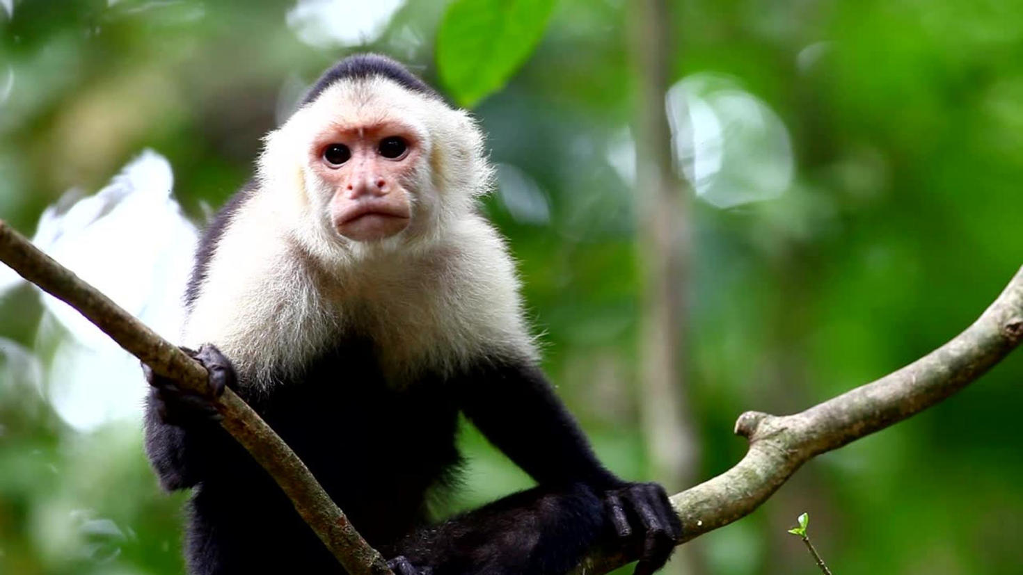 White-faced capuchin monkey