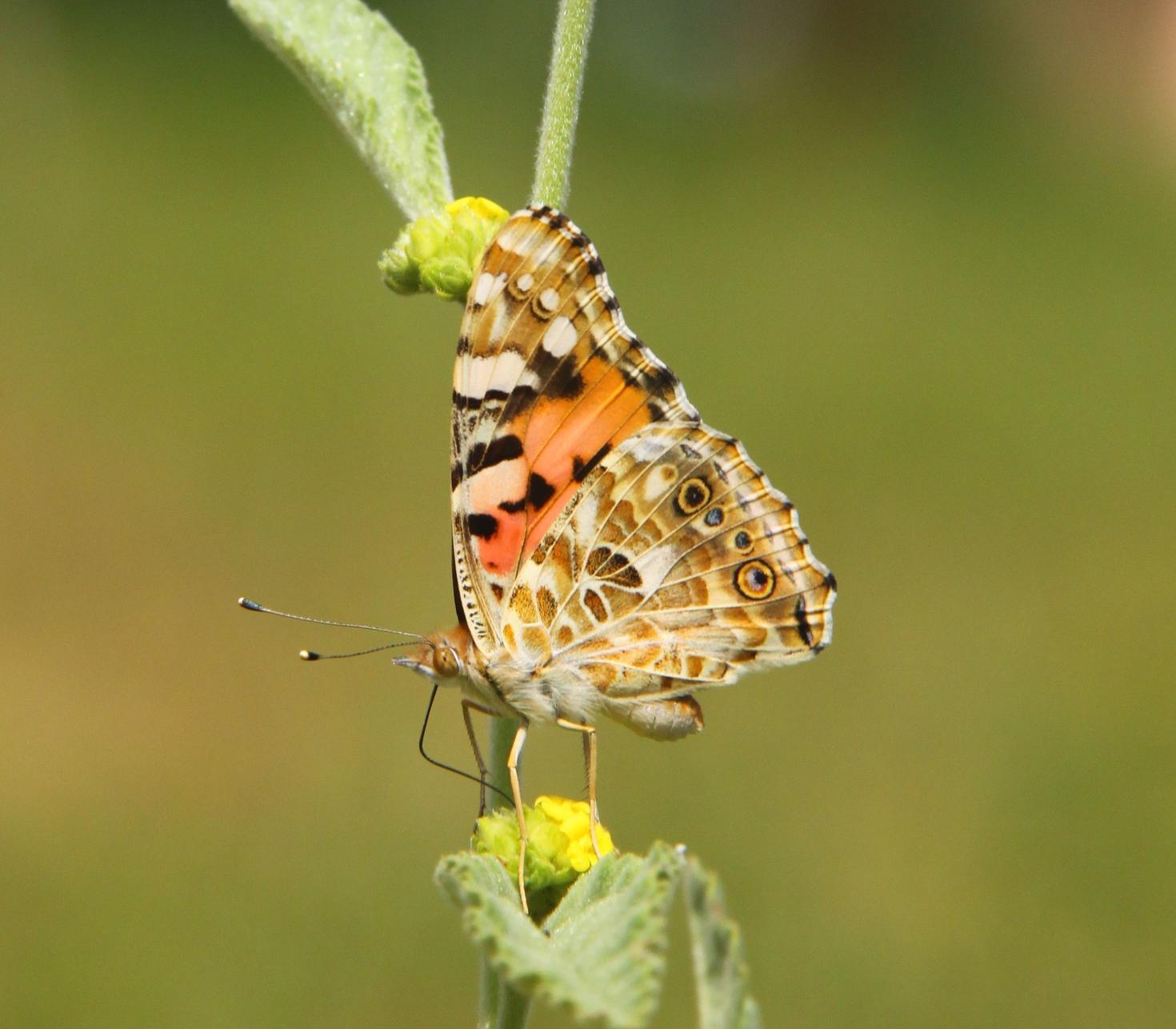 A Painted Lady butterfly specimen on a plant – photo credit: Gerard Talavera