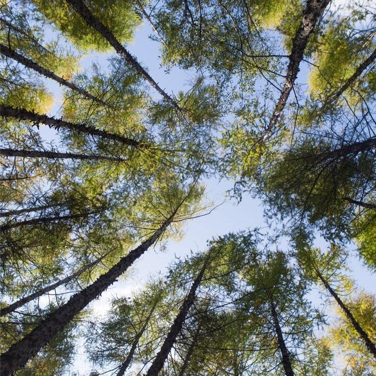 trees