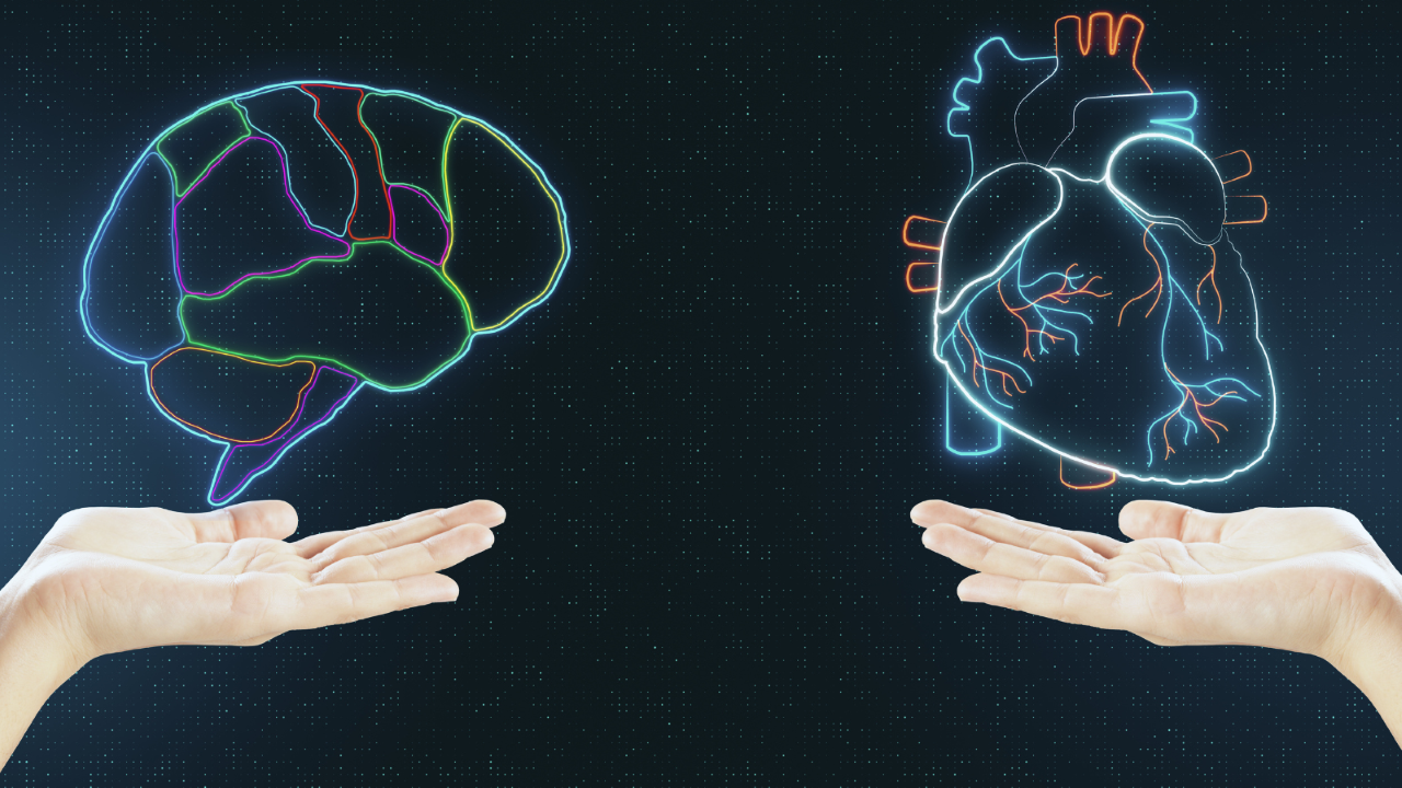 Brain and heart