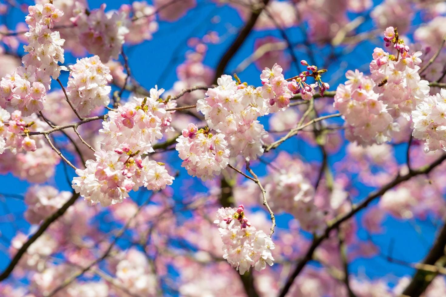 Cherry blossom spring