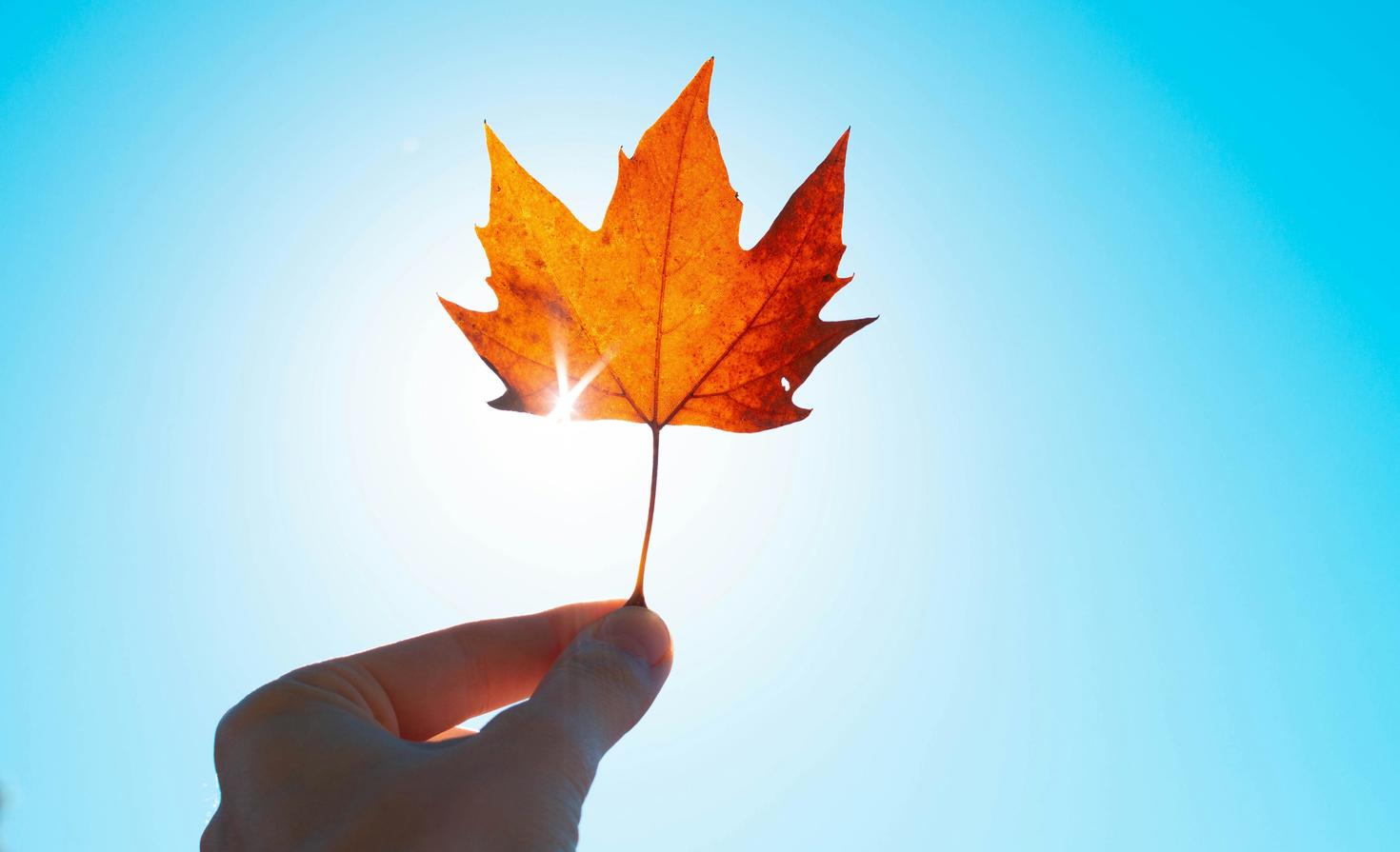 A hand holding a maple leaf.