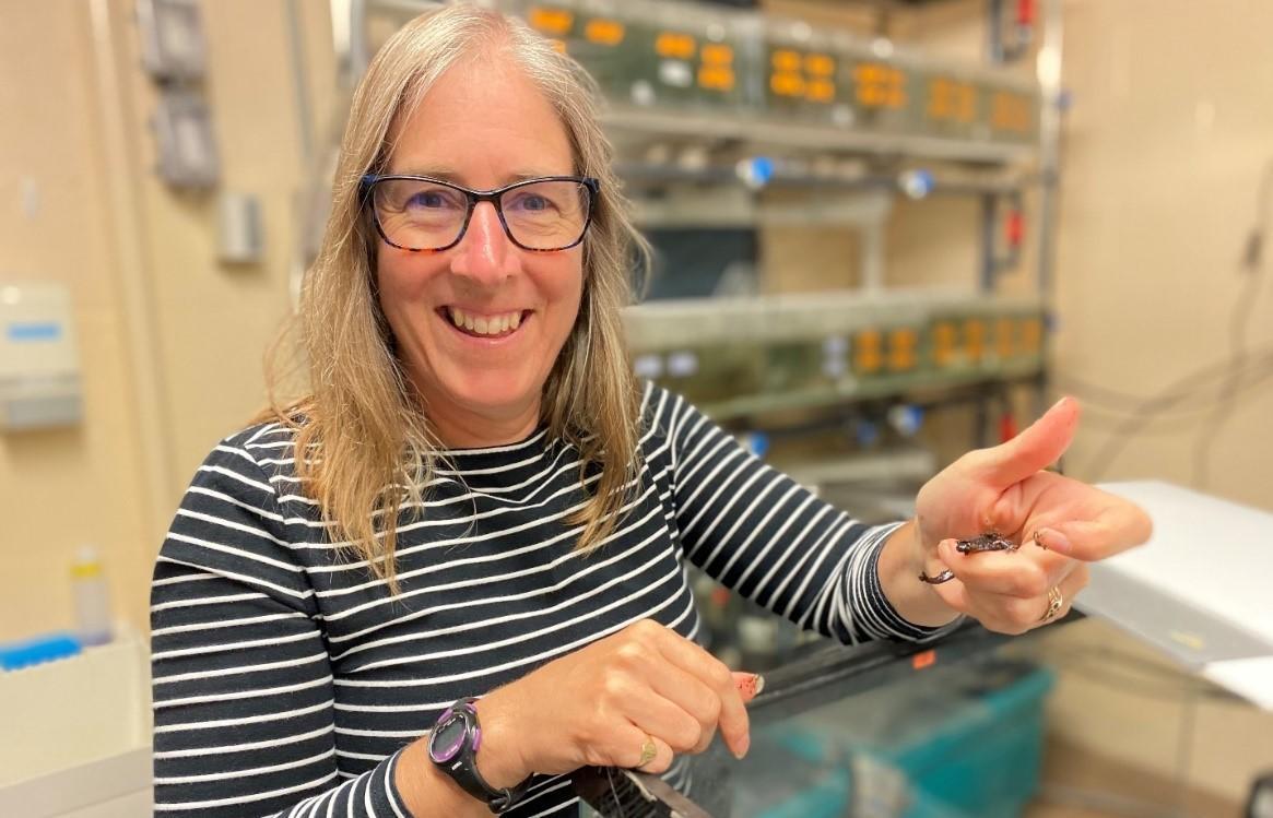 Professor Emily Standen is standing in the uOttawa aquatic facility in front of Polypterus racks and holding another amphibious model, the blue spotted salamander (Ambystoma laterale), in her left hand