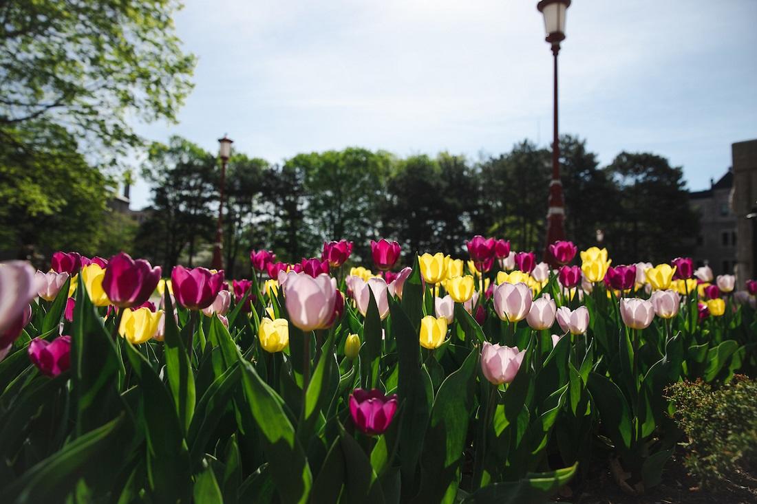 Multi-coloured tulips on campus