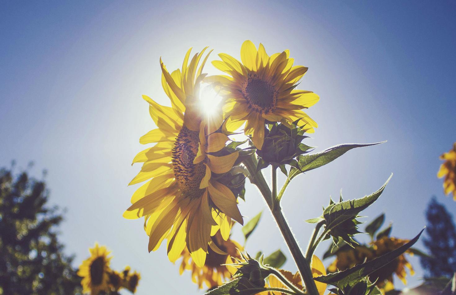 The solar eclipse and its impact on plants