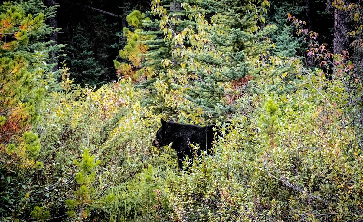 Black bear in woods
