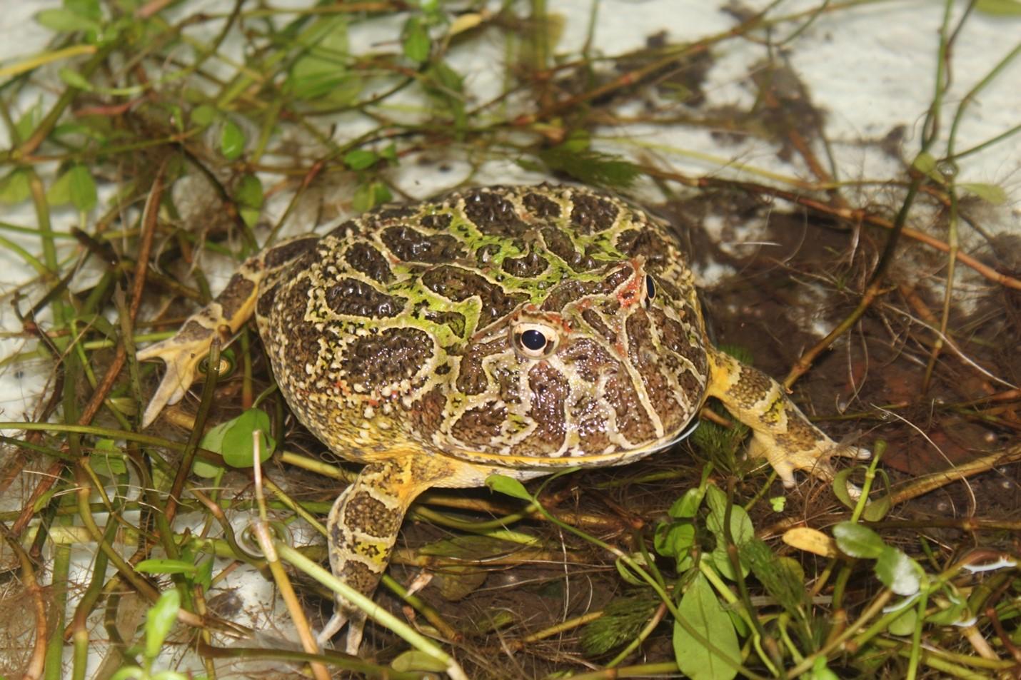 Ornate horned frog - Ceratophrys ornata- Copyright Carolina Salgado Costa