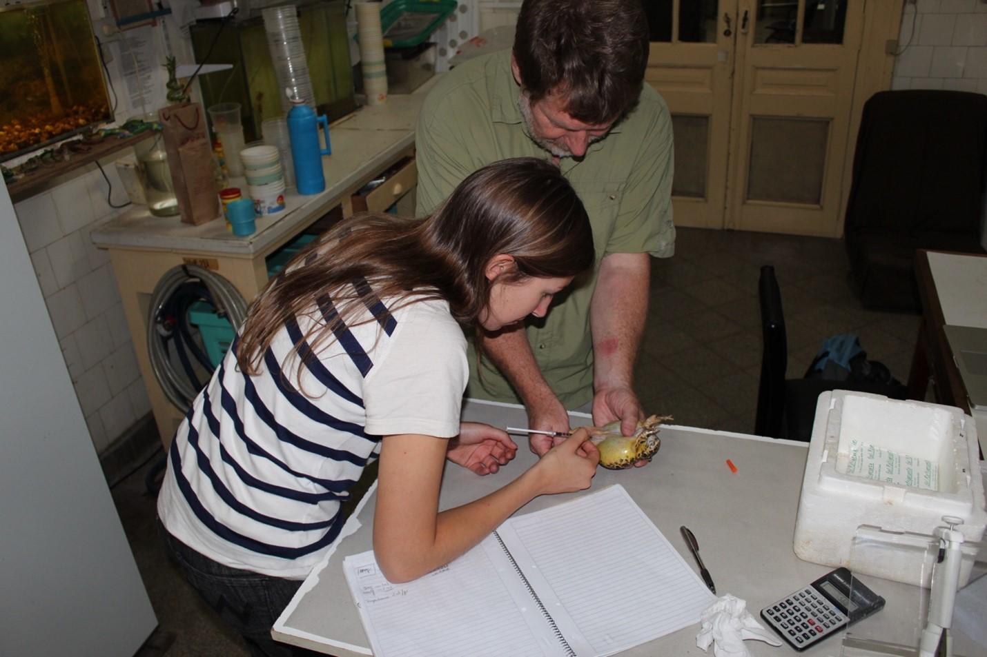 Dr. Carolina Salgado Costa injecting an Argentinian frog with Professor Trudeau’s AMPHIPLEX mixture of hormones.  Copyright:  Guillermo Natale