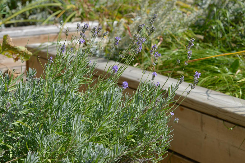 Closeup of plants in the garden