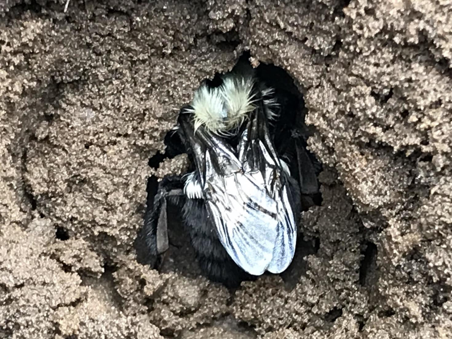 A bumblebee queen in her hibernaculum (underground hibernation chamber)