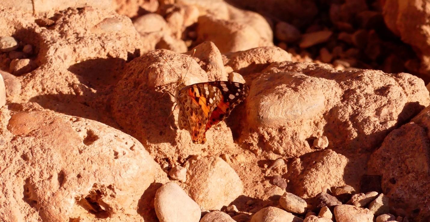 Migration intercontinentale de la belle-dame : une odyssée de 4 000 kilomètres