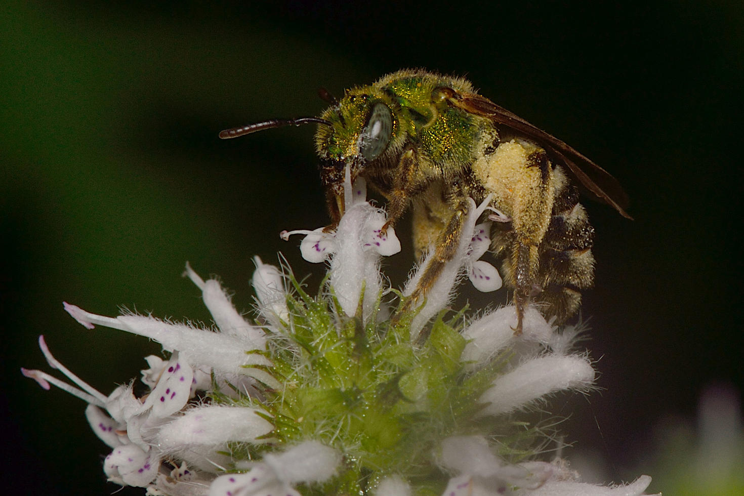 Agapostemon virescens, the bicoloured striped sweat bee - Photo: Dr Gil Miranda
