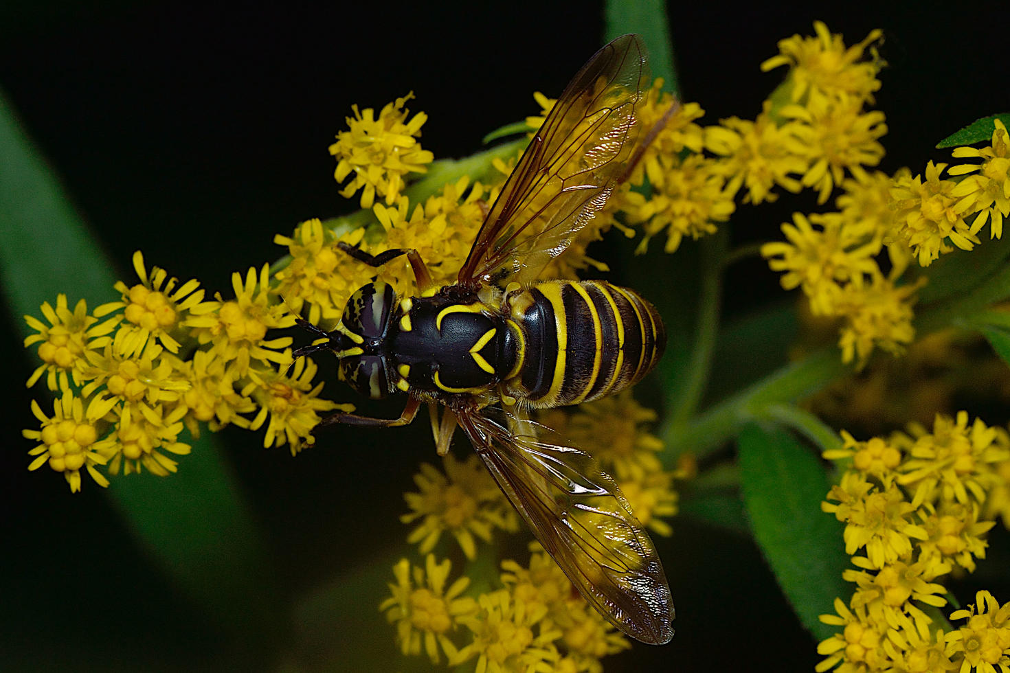 Spilomyia longicornis is a species of syrphid fly - Photo: Dr. Gil Miranda.
