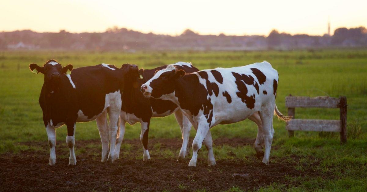 Trois vaches dans un champ