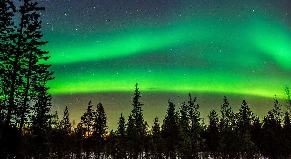 Aurore boréale aperçue derrière une forêt de conifères.