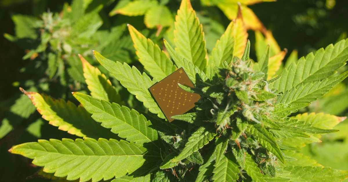 Device resembling a microchip resting on a cannabis plant