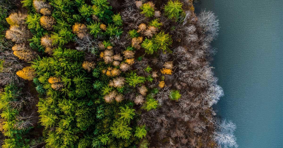 Bird's eye view of green and yellow trees
