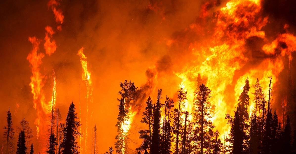 Wildfire