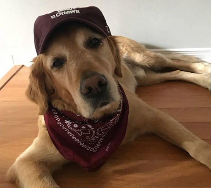 A dog wearing a uOttawa hat and scarf.