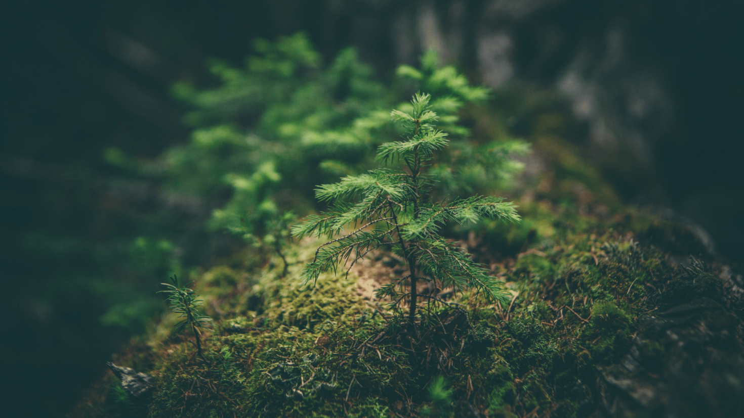 petit arbre à feuilles persistantes poussant dans les bois