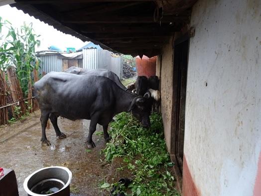 Une photo de vaches