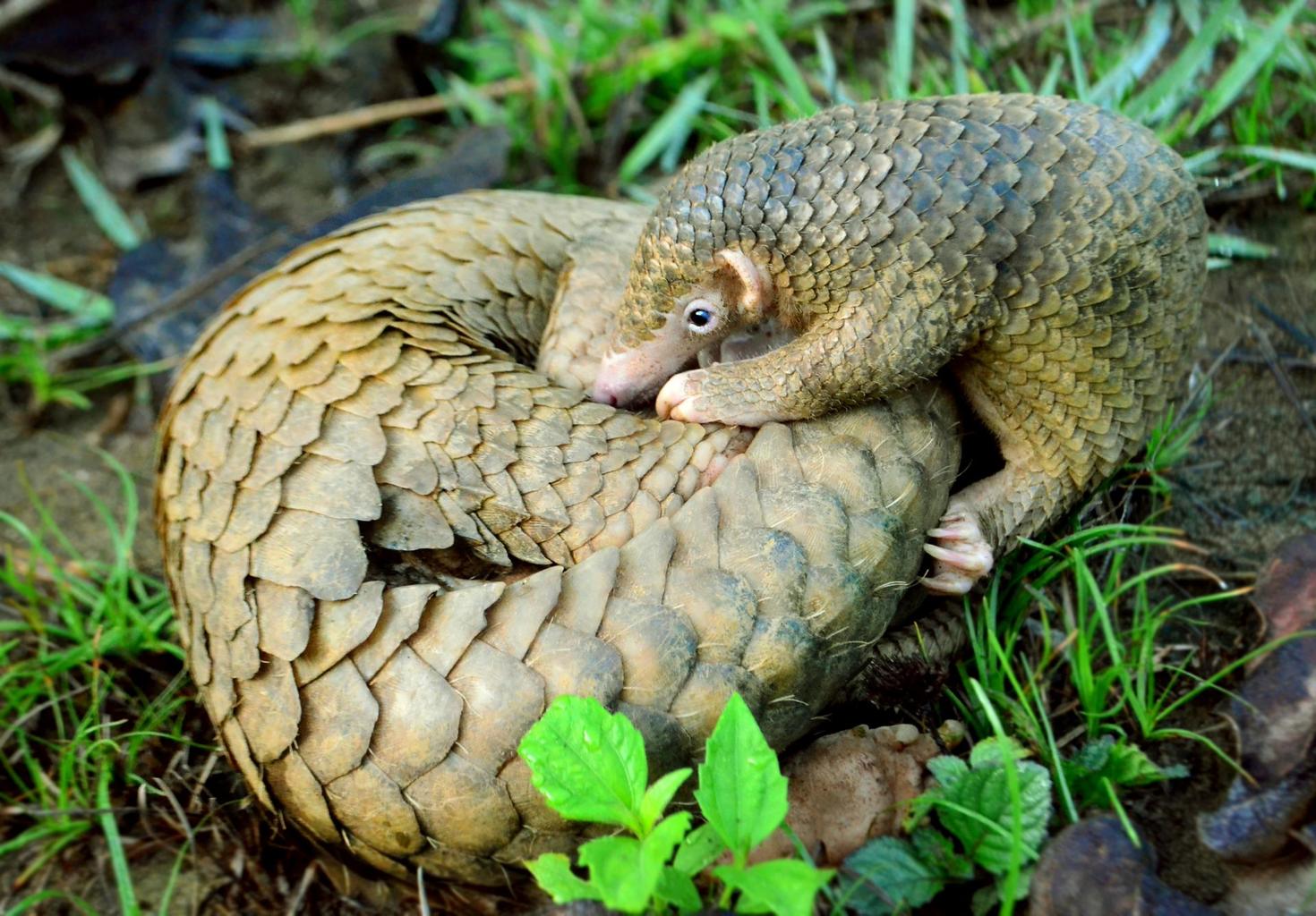 Pangolin des Philippines recroquevillé