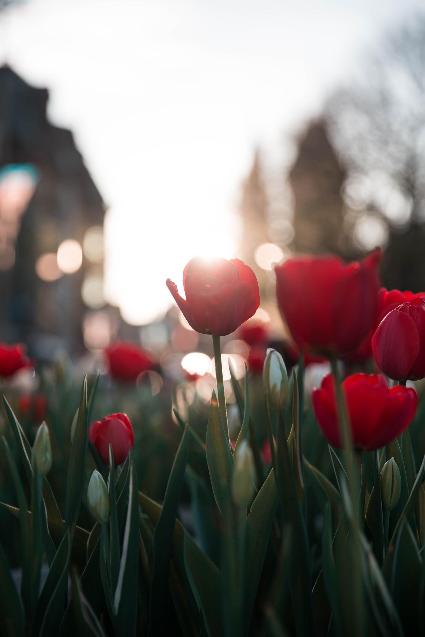 tulipes vues du sol avec le soleil qui brille par derrière