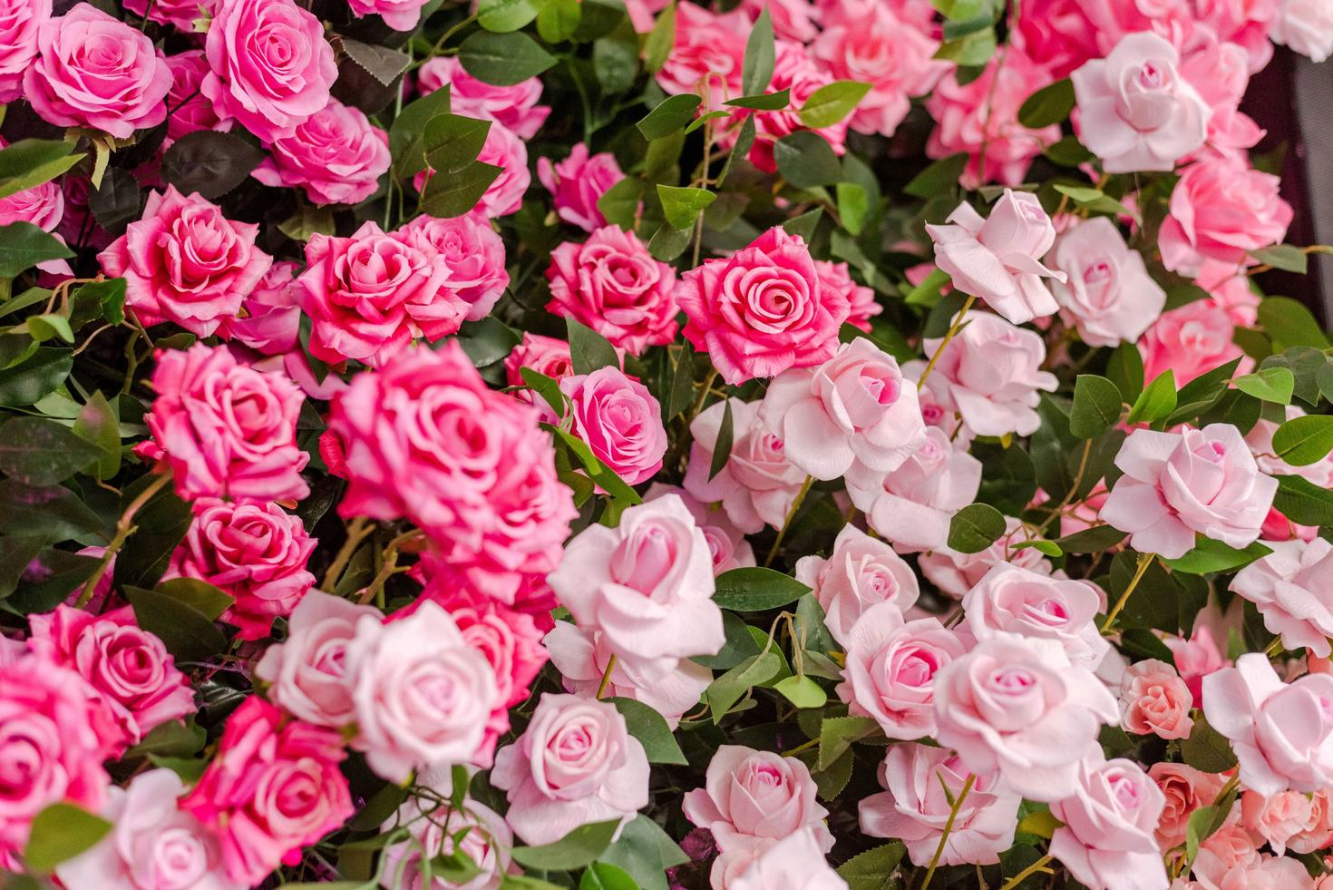roses rose