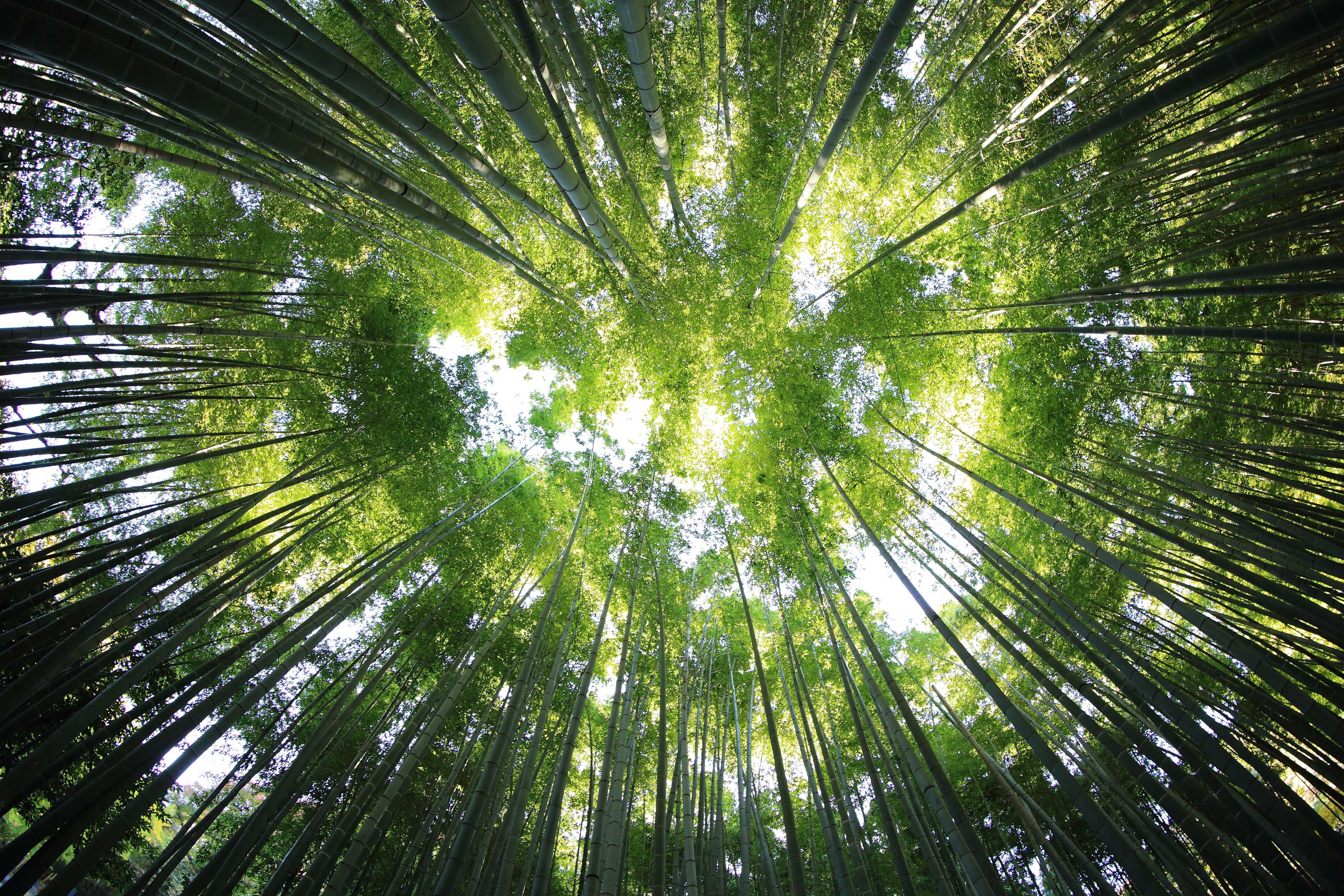Tall trees seen from below.