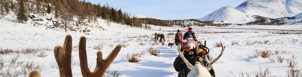 Caribou in winter landscape