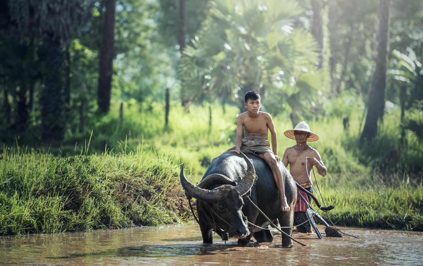 Farming with a water buffalo