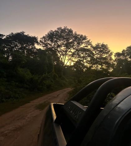 Picture of a sunset taken from the inside of a car in the middle of a forest