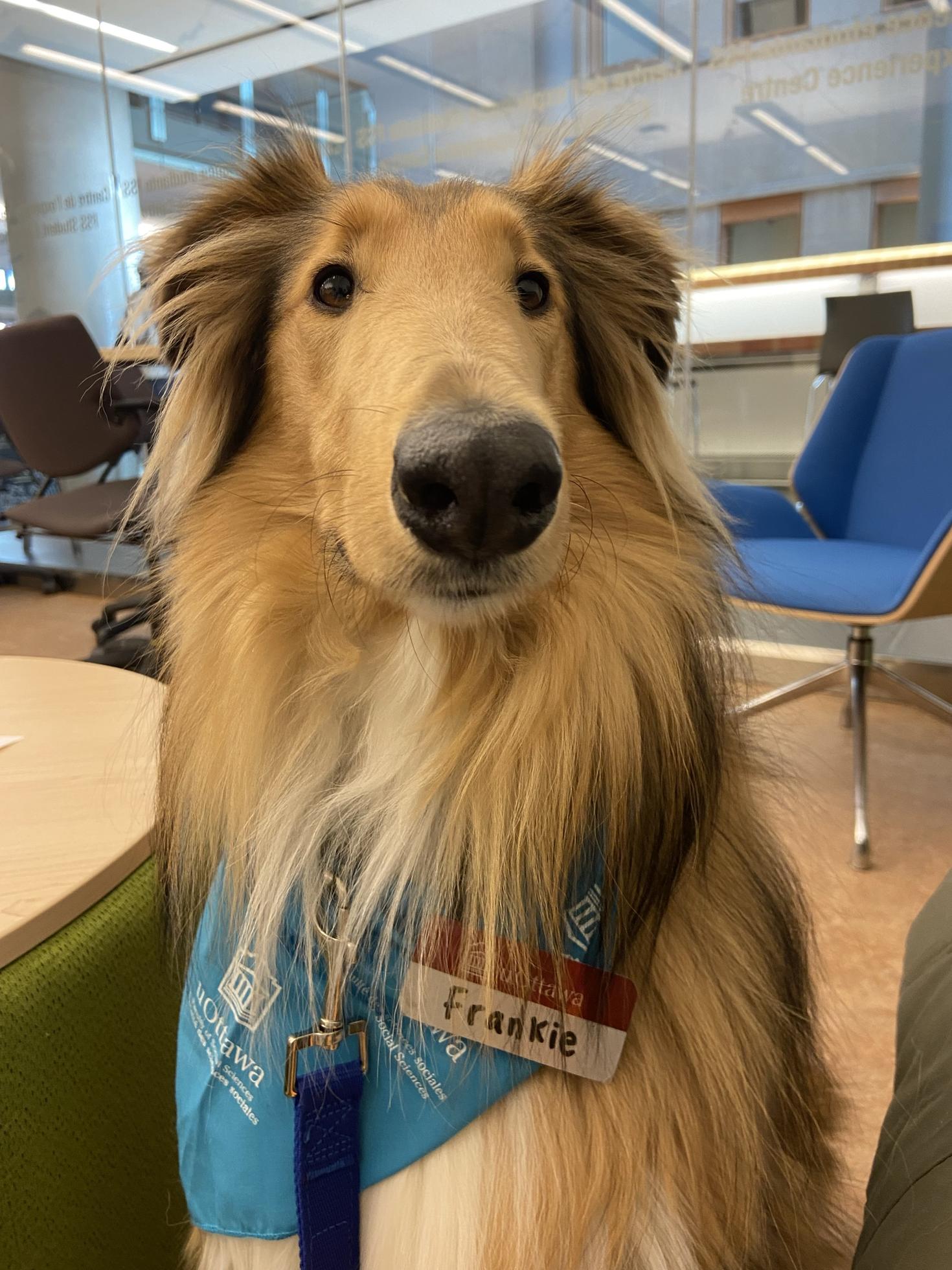 therapy dog