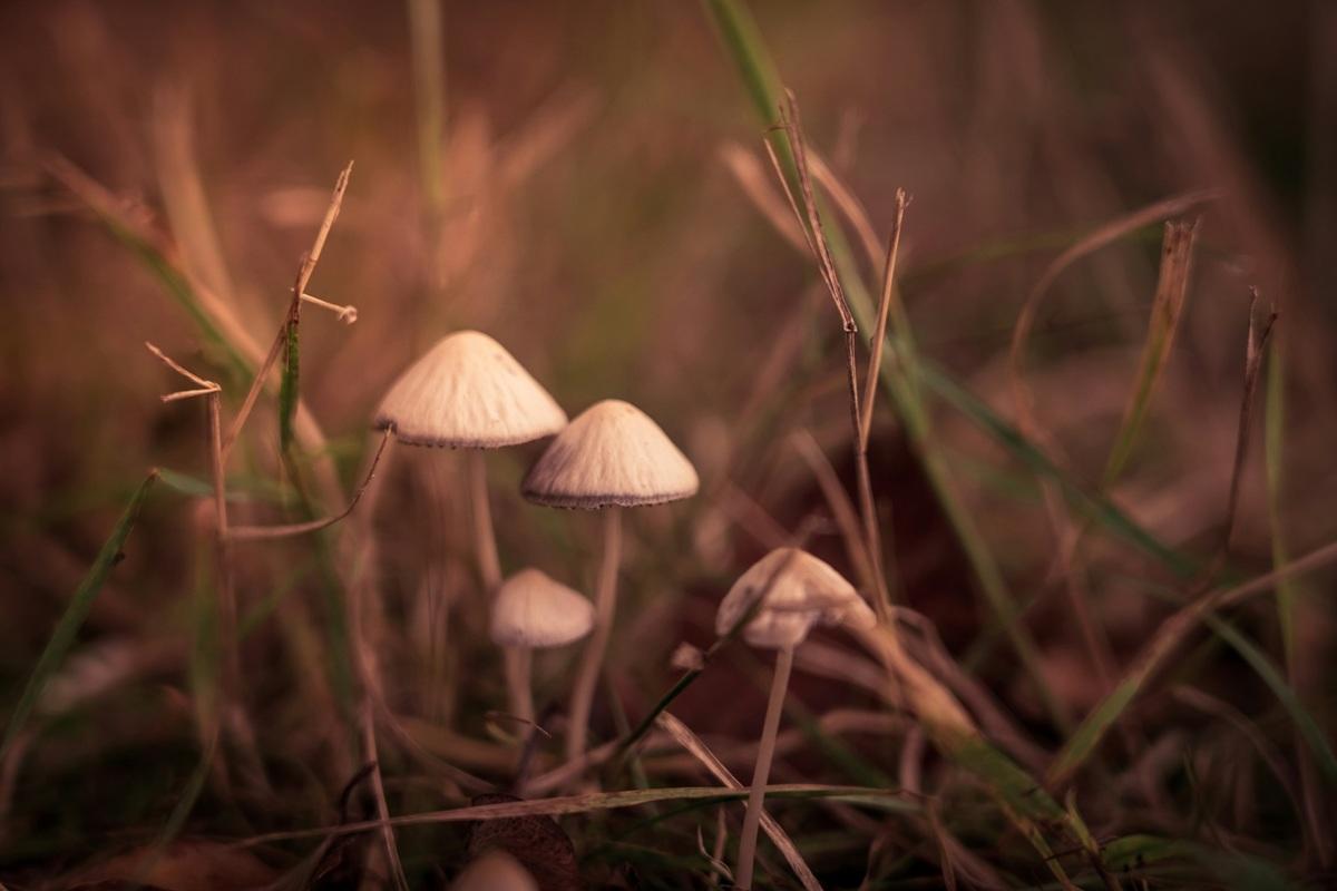 Magic Mushrooms in Autumn