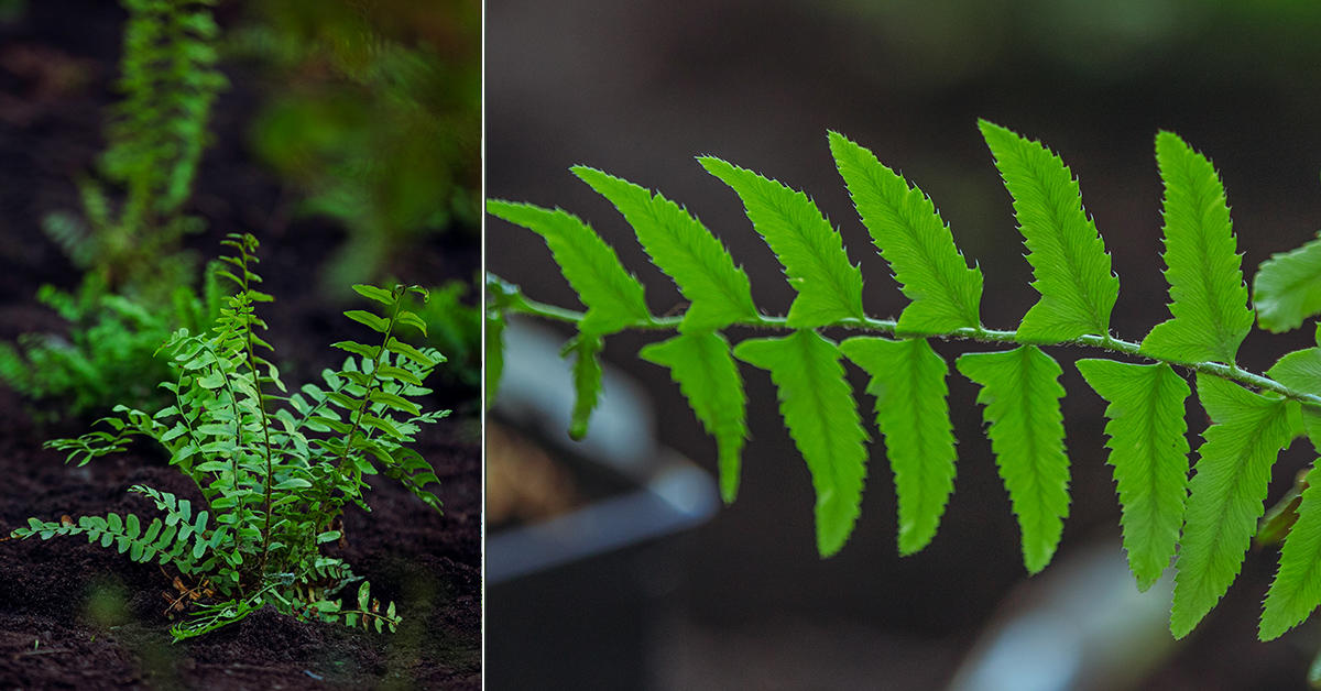 collage montrant une fougère maidenhair plantée dans un jardin et gros plan des feuilles de la fougère maidenhair