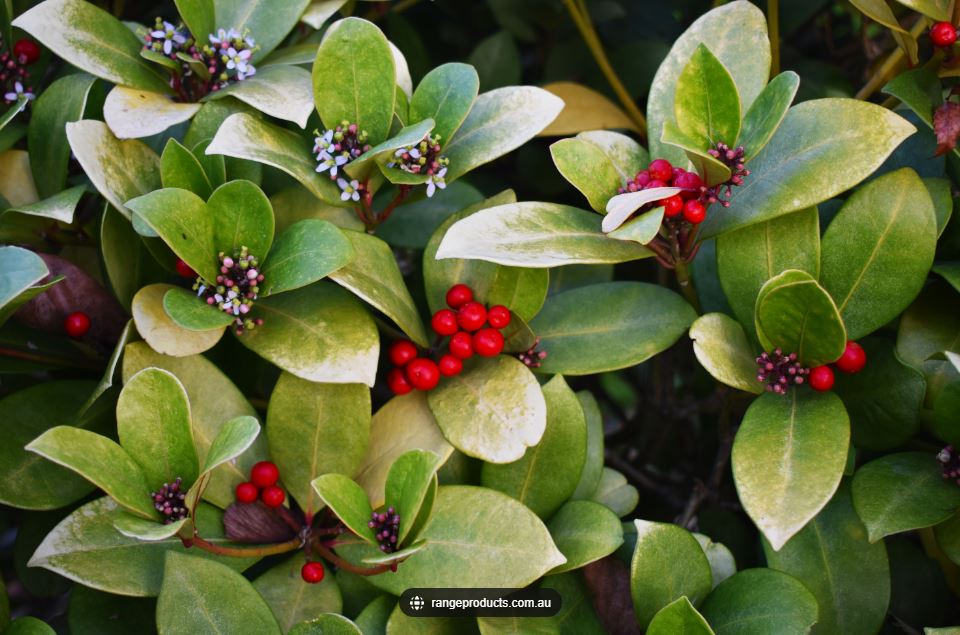  Wintergreen Gaultheria procumbens