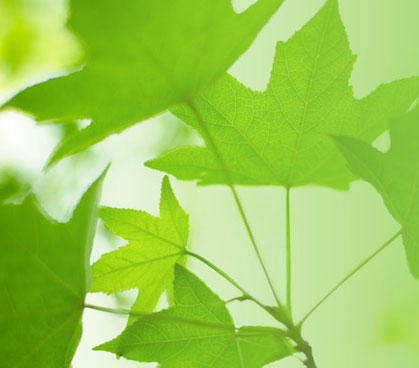 plan rapproché de feuilles d'arbres