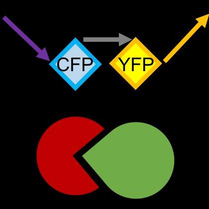 Schéma expliquant le Transfert d'énergie de fluorescence par résonnance (TEFR)
