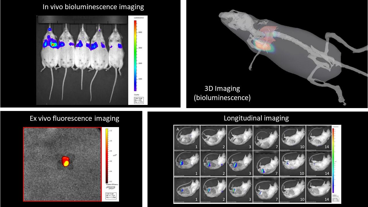 Images de souris IVIS avec bioluminescence et fluorescence