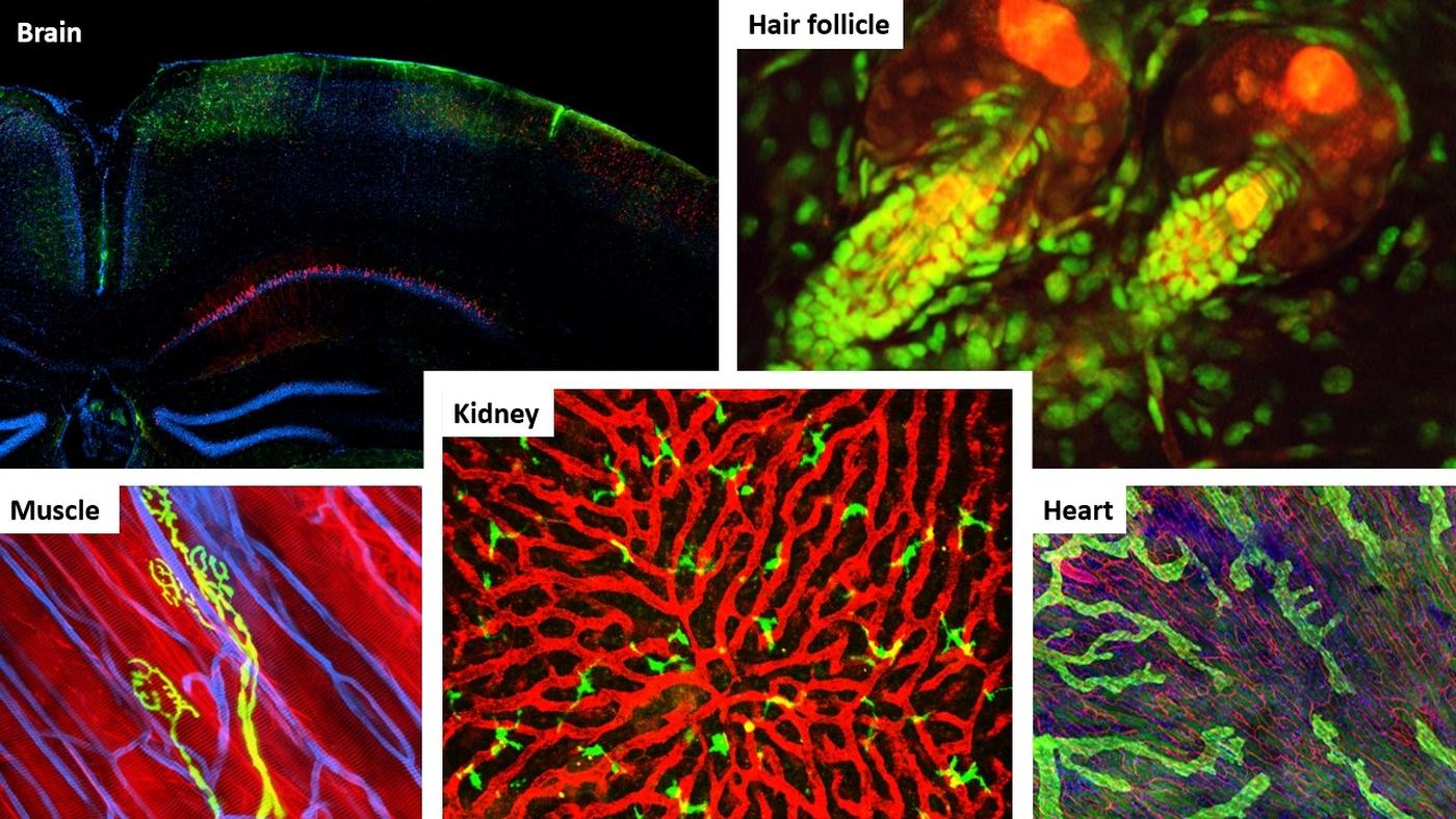 Images IVM du cerveau, du follicule pileux, du cœur, du rein et du muscle.