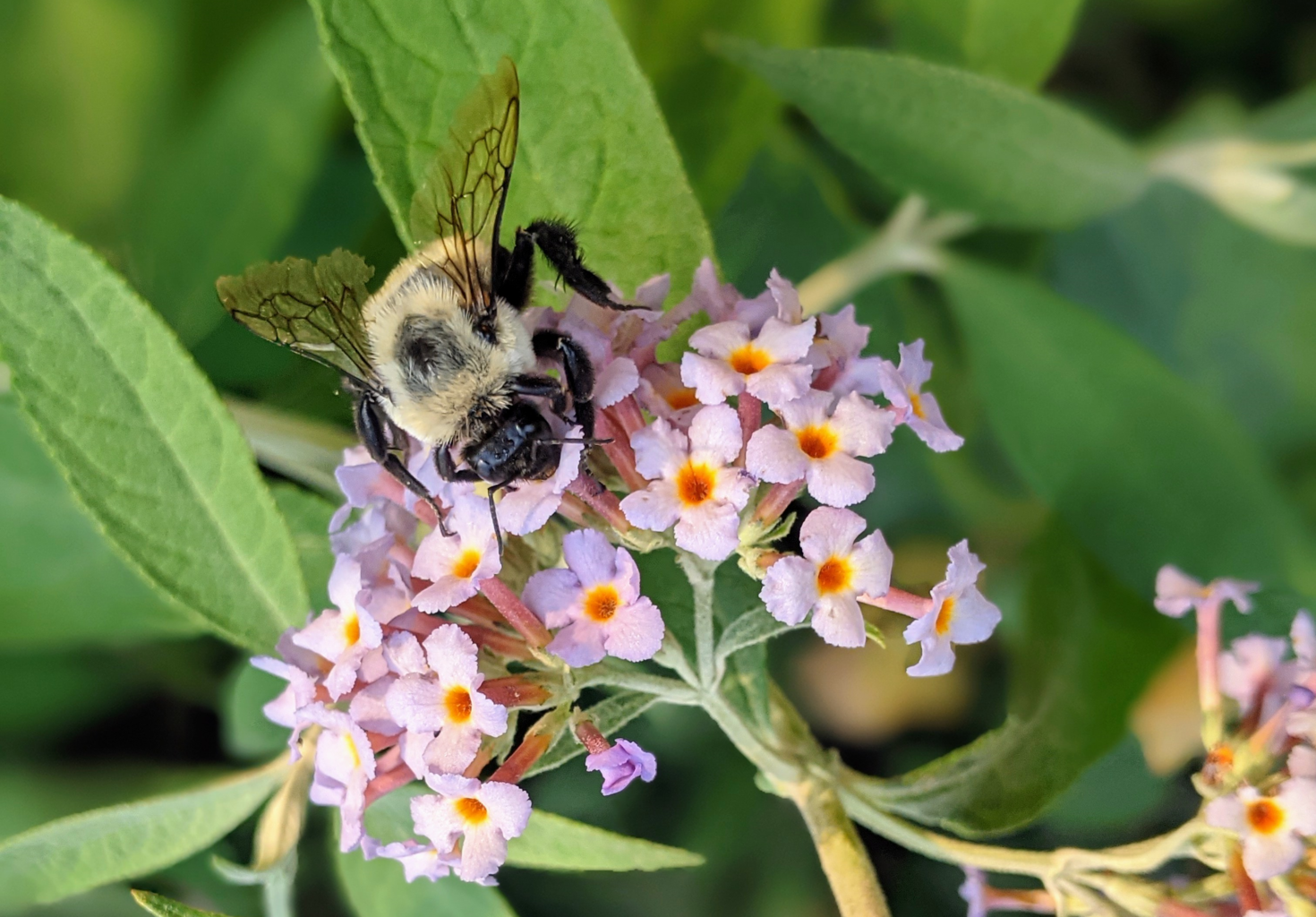 Bourdon sur une fleur